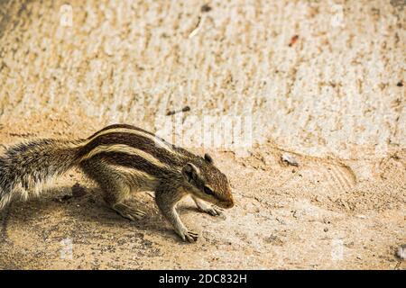 Squirrel or chipmunks in rajasthan , india/ indian wildlife, cute rodent animal Stock Photo