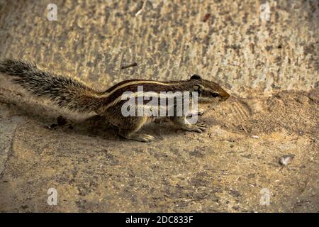 Squirrel or chipmunks in rajasthan , india/ indian wildlife, cute rodent animal Stock Photo