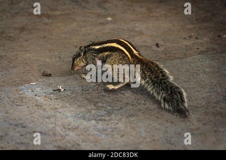 Squirrel or chipmunks in rajasthan , india/ indian wildlife, cute rodent animal Stock Photo