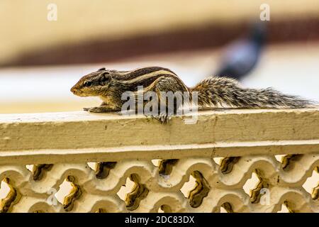 Squirrel or chipmunks in rajasthan , india/ indian wildlife, cute rodent animal Stock Photo