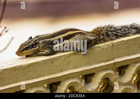 Squirrel or chipmunks in rajasthan , india/ indian wildlife, cute rodent animal Stock Photo