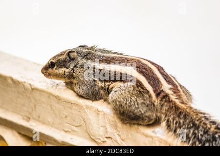 Squirrel or chipmunks in rajasthan , india/ indian wildlife, cute rodent animal Stock Photo