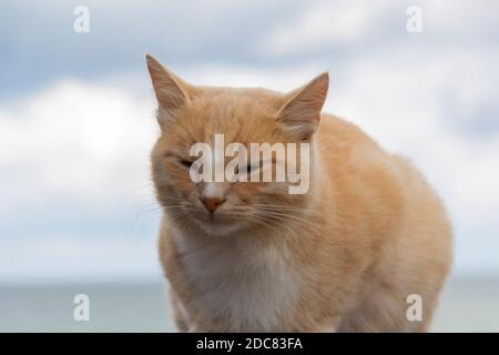 Red cat sleeps on the street on a sunny day Stock Photo