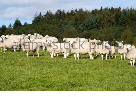 Flock of Cheviot sheep in a field, Scotland Stock Photo