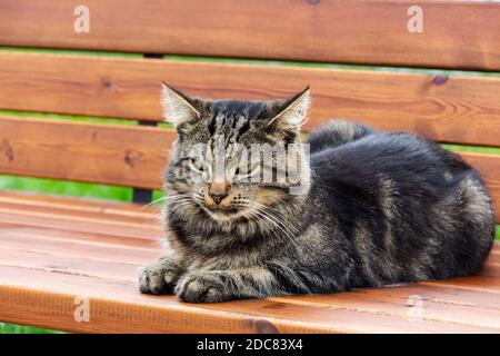 Grey thoroughbred cat is not sitting on the bench. Portrait of a cat closeup. Stock Photo