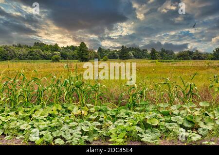 Rural landscape with dramatic cloudy sky in Central Ukraine., Bohuslav district. Stock Photo