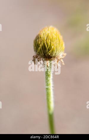 WA18269-00...WASHINGTON - A seed pod forming from a flowering Western Anemone in Mount Rainier National Park. Stock Photo