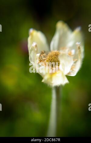 WA18271-00...WASHINGTON - A Western Anemone flower changing into a large seedpod found in the wildflower meadows of Mount Rainier National Park. Stock Photo