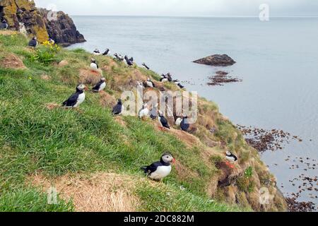 Atlantic puffins (Fratercula arctica) nesting in old rabbit holes on slope of sea cliff in seabird colony in summer, Iceland Stock Photo