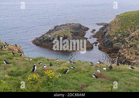 Atlantic puffins (Fratercula arctica) nesting in old rabbit holes on slope of sea cliff in seabird colony in summer, Iceland Stock Photo