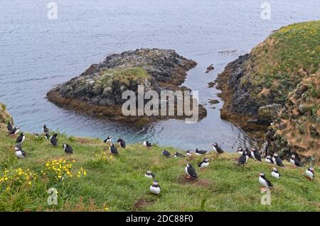 Atlantic puffins (Fratercula arctica) nesting in old rabbit holes on slope of sea cliff in seabird colony in the rain in summer, Iceland Stock Photo