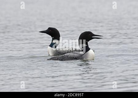 Common loon / great northern diver (Gavia immer) displaying pair in breeding plumage swimming in summer Stock Photo