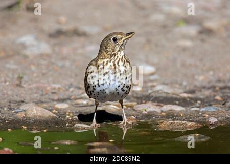 Song thrush (Turdus philomelos) drinking water from puddle in summer Stock Photo
