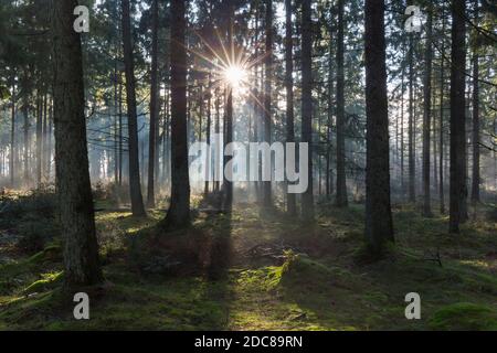 Pine tree trunks and sunbeams / sunrays shining through misty coniferous forest in autumn Stock Photo