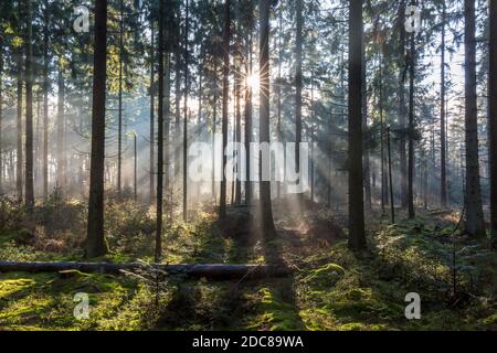 Pine tree trunks and sunbeams / sunrays shining through misty coniferous forest in autumn Stock Photo