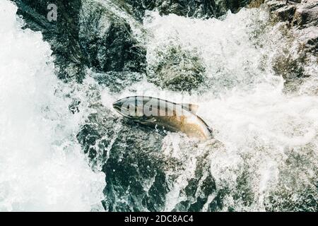 High angle view of a female salmon jumping up a waterfall to spawn Stock Photo