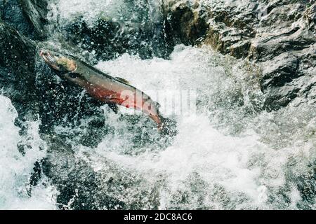 A coho salmon jumping up a waterfall to get to its spawning grounds Stock Photo