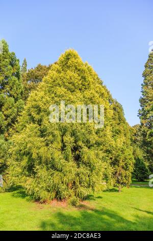 Japanese sugi pine or Japanese red-cedar, cryptomeria japonica Stock Photo