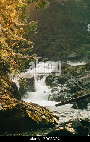 Wide angle view of a Coho Salmon jumping up a waterfall Stock Photo