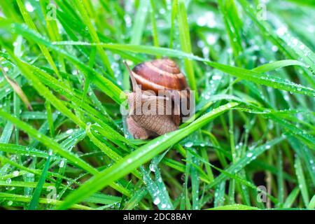 brown snail crawling on wet green grass after rain, animals in nature. Stock Photo