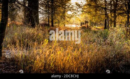 Long grass surrounded by trees with the sun shining down on an autumn day at Dunham Massey Stock Photo