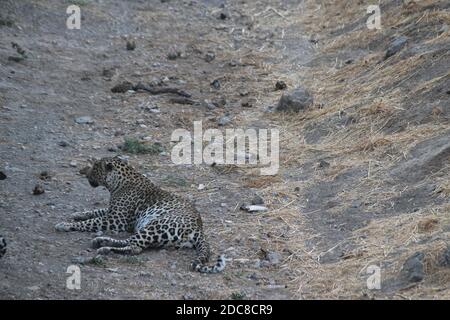 Close up of a leopard relaxing in the wild Stock Photo
