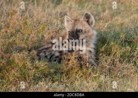 Africa, Kenya, Laikipia Plateau, Northern Frontier District, Ol Pejeta Conservancy. Young spotted hyena (WILD: Crocuta crocuta) in grass habitat. Stock Photo