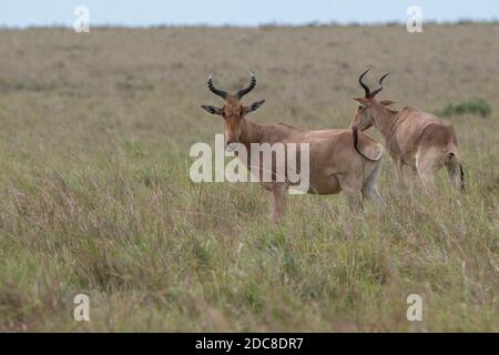 Africa, Kenya, Northern Serengeti Plains, Maasai Mara. Coke's hartebeest (Alcelaphus buselaphus cokii) aka kongoni. Stock Photo