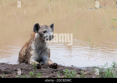 Africa, Kenya, Northern Serengeti Plains, Maasai Mara. Spotted hyena (WILD: Crocuta crocuta) cooling off in shallow pond. Stock Photo