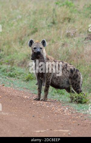 Africa, Kenya, Northern Serengeti Plains, Maasai Mara. Spotted hyena mother carrying newborn puppy in her mouth (WILD: Crocuta crocuta) Stock Photo