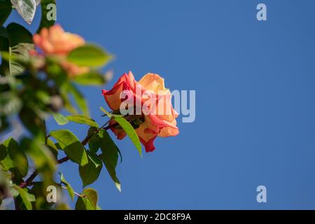 Rose flower in orange and yellow, blue background and view from behind. Stock Photo