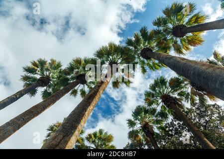 Washingtonia filifera, also known as desert fan palm, a flowering plant in the palm family (Arecaceae), an evergreen monocot, in Athens, Greece. Stock Photo