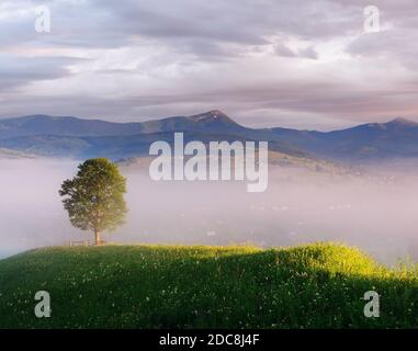 Summer landscape with a lone tree. Morning in a mountain village. Collage of two frames. Art processing photos Stock Photo