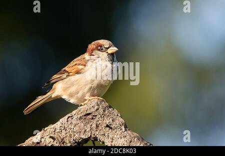House Sparrow, Passer domesticus, wild garden bird, perched over a British Garden , Autumn2020