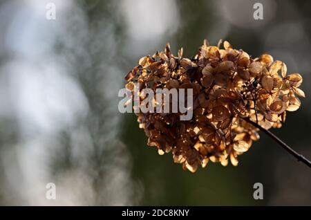 A faded brown hydrangea bloom after rain in autumnal daylight Stock Photo