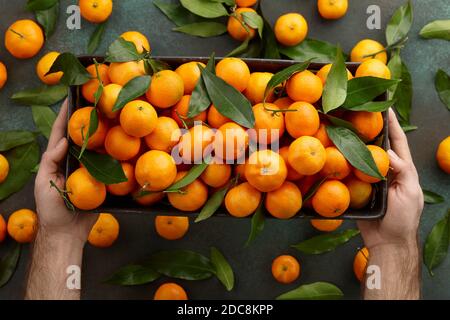 Man holding big dish with fresh mandarin oranges, close up view. Seasonal winter fruits for Christmas. Stock Photo