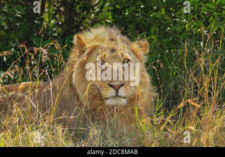 Male lion portrait, facing forward with short mane, lying in sunshine behind tall grass. Panthera Leo. Maasai Mara National Reserve, Kenya, Africa Stock Photo