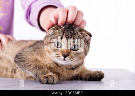Beautiful Scottish Fold cat, in the hands of a girl on a table on a white background, portrait Stock Photo
