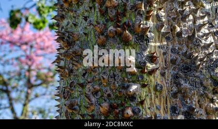 Closeup of the trunk of a Ceiba Speciosa tree. Selective focus on the foreground.  Blurry pink flowers in the background. Stock Photo