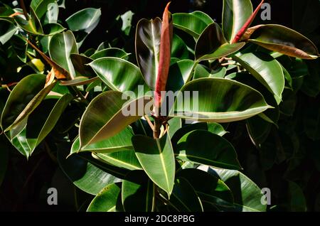 Selective focus on growing leaves from a Ficus Elastica tree.  Outdoor. Stock Photo