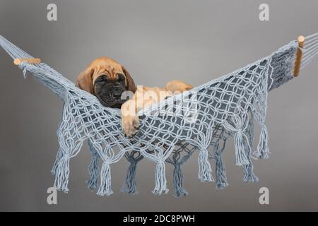 Great Dane Puppy relaxing in a hammock
