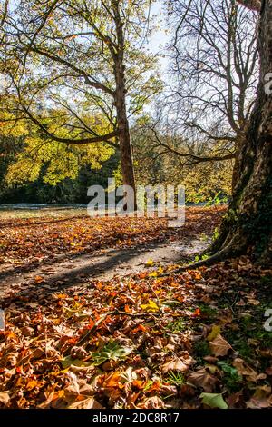 Autumn: Trees and fallen leaves at Ray Mill Island Park. Boulter's Lock, Maidenhead, Berkshire, England. Stock Photo