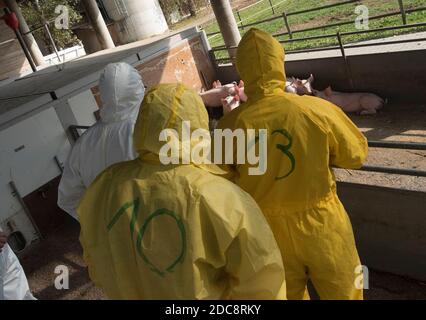 classical swine fever or hog cholera on a farm with pigs Stock Photo