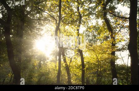 Sun light shining trough the trees in a beautiful forest in the Netherlands, beautiful gold colors in the Autumn