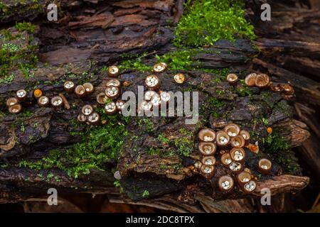 White-egg Bird’s Nest Fungus growing on decaying wood in Pennsylvania’s Pocono Mountains. Each “nest” averages 5 to 10mm across and up to 10mm high. Stock Photo