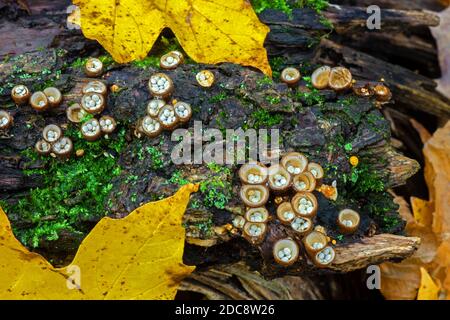 White-egg Bird’s Nest Fungus growing on decaying wood in Pennsylvania’s Pocono Mountains. Each “nest” averages 5 to 10mm across and up to 10mm high. Stock Photo