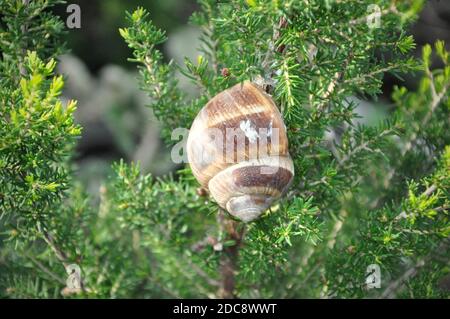 Snail on branch with green leafs. A snail crawling along a branch Stock Photo