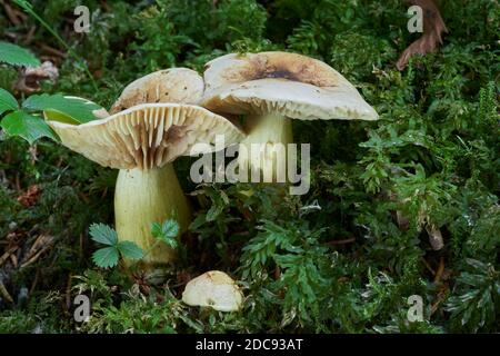 Poisonous mushroom Tricholoma sulphureum in the spruce forest. Known as sulphur knight or gas agaric. Wild mushroom growing in the moss. Stock Photo