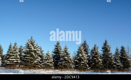 Winter trees in snow Stock Photo