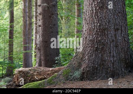 A view of a massive spruce trunk. Natural spruce forest during a summer day. Stock Photo
